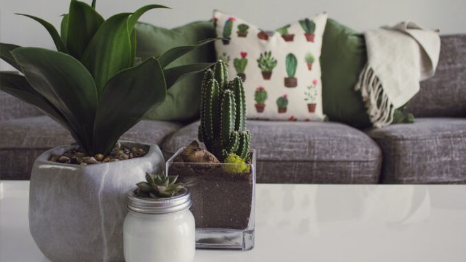 pexels-designecologist-1005058