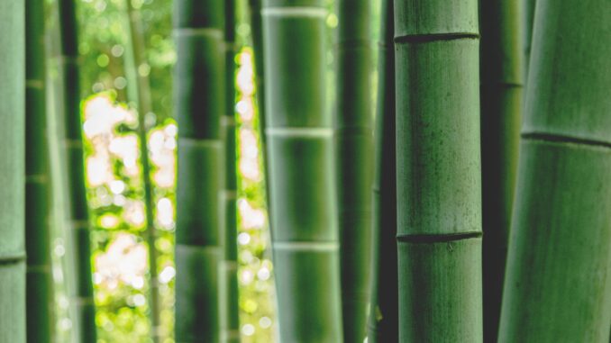zoo_monkey-OoULo8WHNtY-unsplash